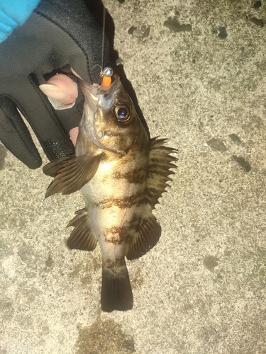 クロメバルの釣果