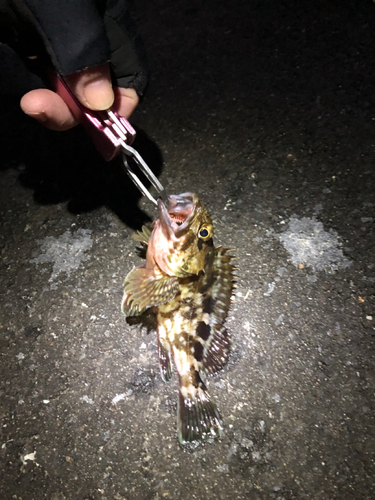 カサゴの釣果