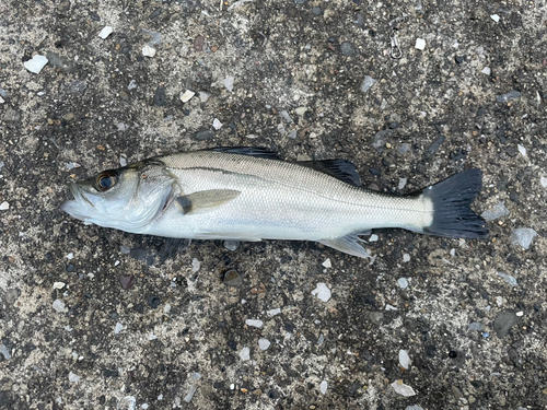 セイゴ（マルスズキ）の釣果