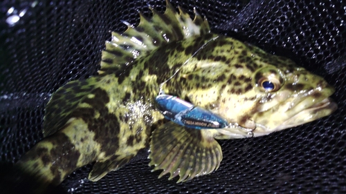 タケノコメバルの釣果