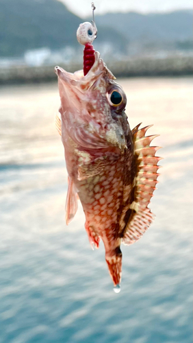 カサゴの釣果