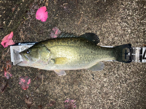 ブラックバスの釣果