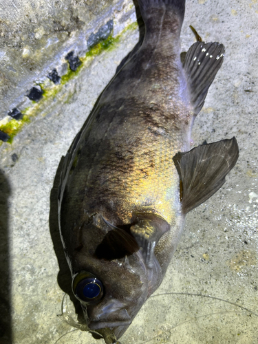 メバルの釣果