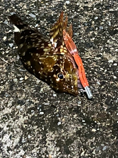 カサゴの釣果