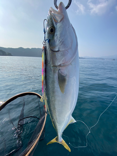 ブリの釣果