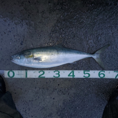 ハマチの釣果