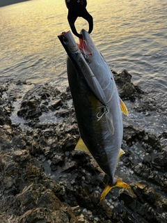 メジロの釣果