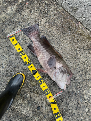 コブダイの釣果