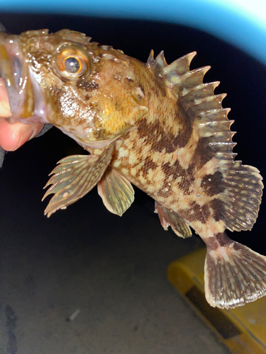 タケノコメバルの釣果