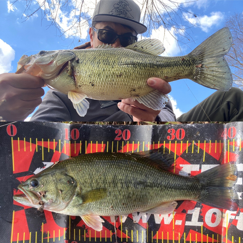 ブラックバスの釣果