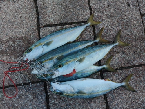 イナダの釣果