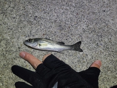 セイゴ（マルスズキ）の釣果