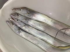 タチウオの釣果