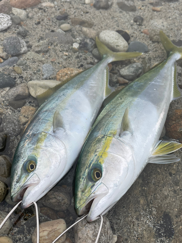 イナダの釣果