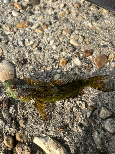 アナハゼの釣果