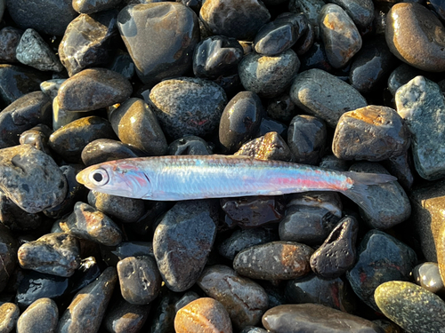 カタクチイワシの釣果