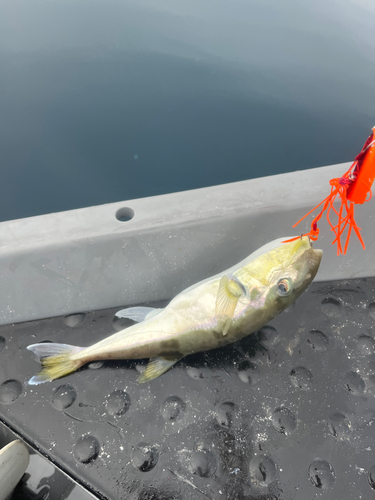 シロサバフグの釣果