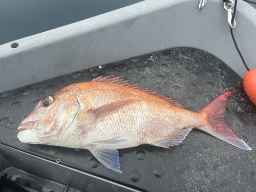 マダイの釣果