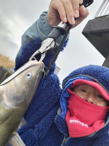 アメリカナマズの釣果