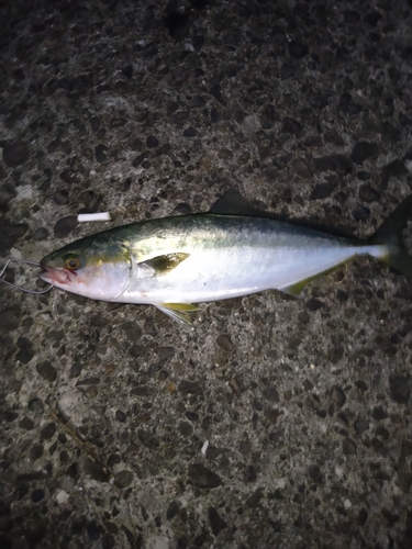 ツバスの釣果