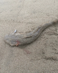 マゴチの釣果