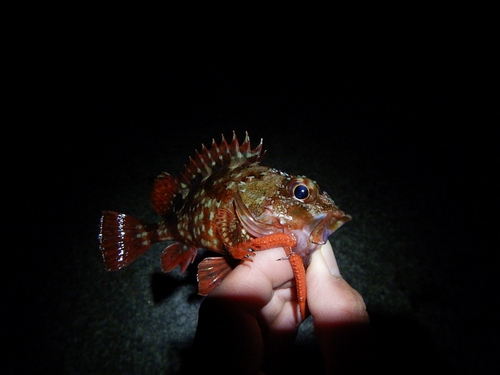 カサゴの釣果