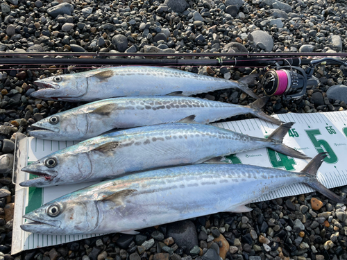 サゴシの釣果