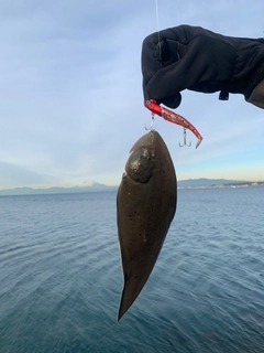 シタビラメの釣果