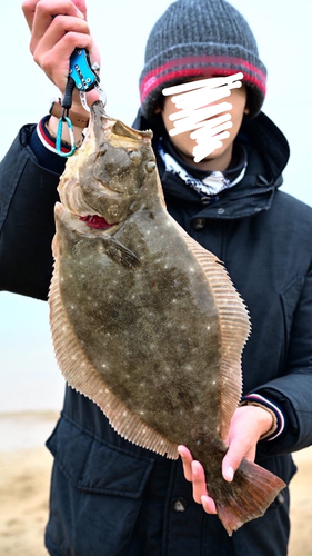 ヒラメの釣果