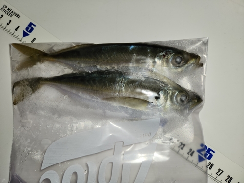 アジの釣果