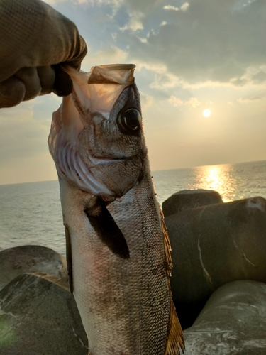 ヒラスズキの釣果