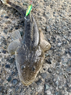 マゴチの釣果