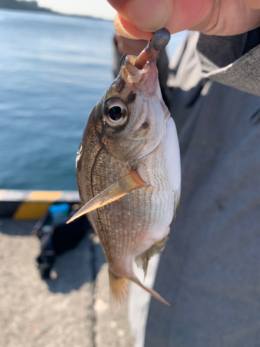 ウミタナゴの釣果