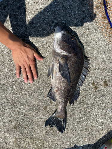 クロダイの釣果