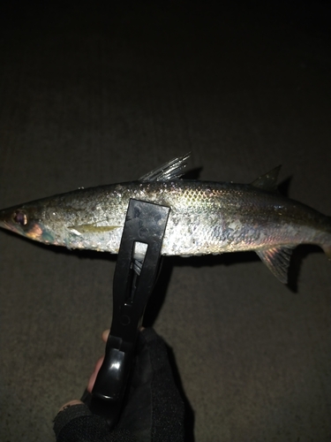 カマスの釣果