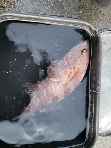 ホウボウの釣果