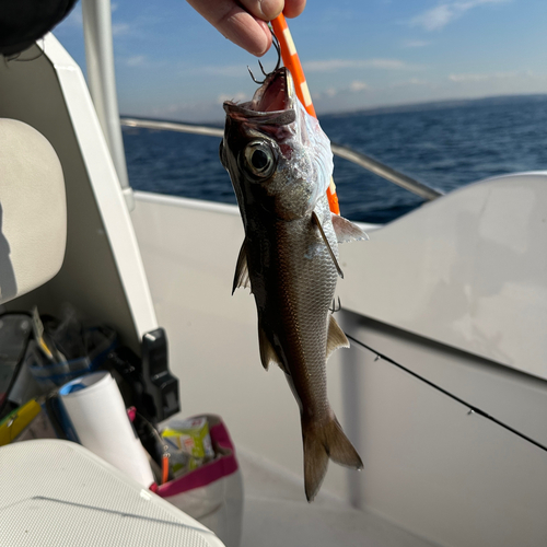 ムツの釣果