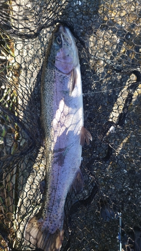 ニジマスの釣果