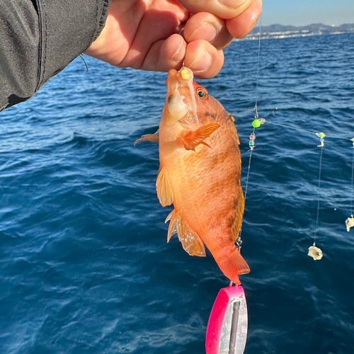 オキゴンベの釣果