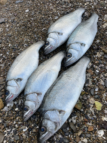 ヒラスズキの釣果