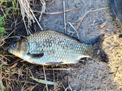 ヘラブナの釣果