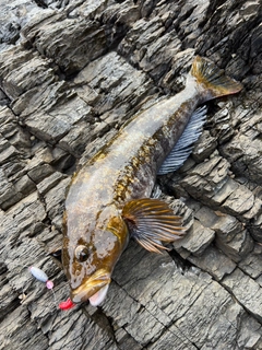 アイナメの釣果