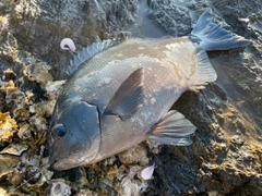 オナガグレの釣果