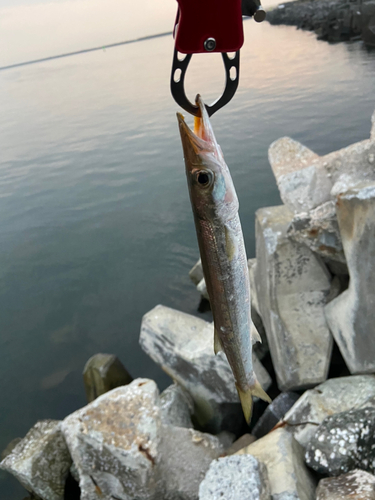 カマスの釣果