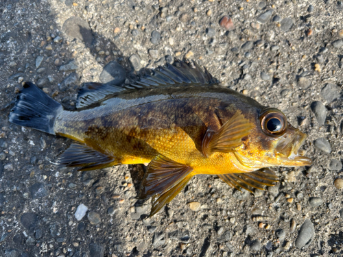 メバルの釣果