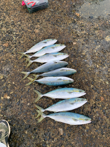 ハマチの釣果