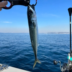 マサバの釣果