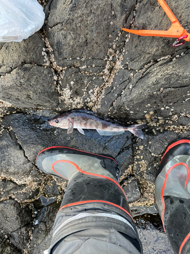 ホッケの釣果