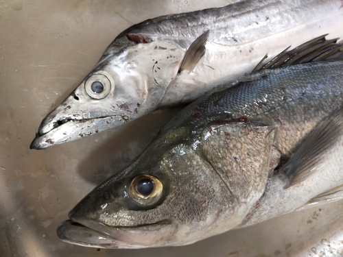 タチウオの釣果