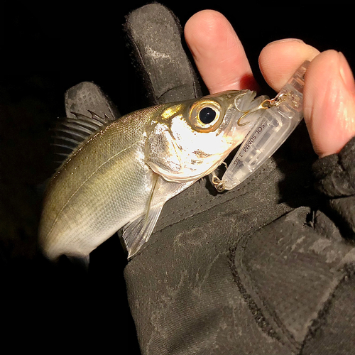 セイゴ（マルスズキ）の釣果